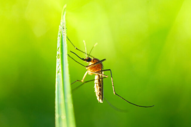 Mücken - wie hält man die Insekten fern
