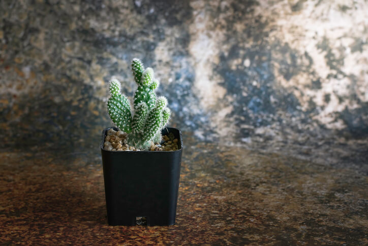 Nicht winterfeste Opuntien