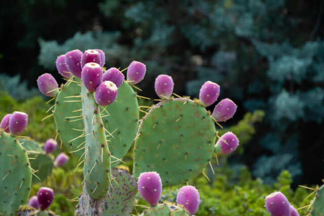 Opuntien - sind sie winterhart oder frostempfindlich