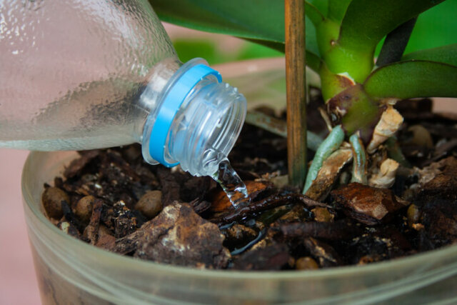 Orchidee - schnelles Handeln bei zu nassem Substrat