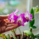 Orchideen - welche Allergien können sie auslösen