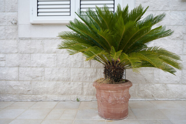 Palmfarn - Pflegetipps für ein gutes Wachstum