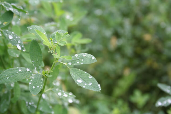 Passende Wasser- und Düngergaben