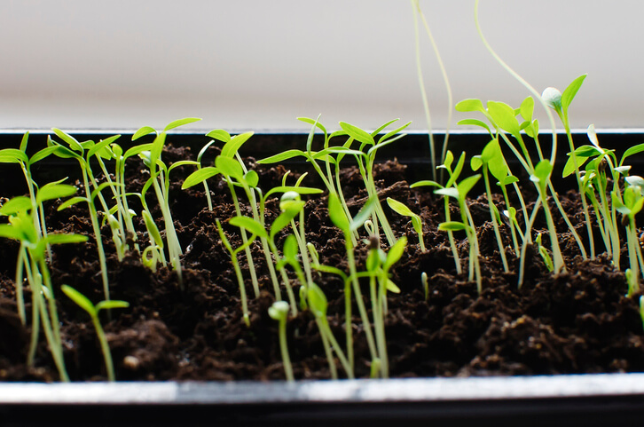 Petersilie aussäen und für ideale Wachstumsbedingungen sorgen