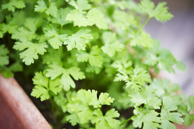 Petersilie - wissenswerte Fakten zu den Wachstumsphasen