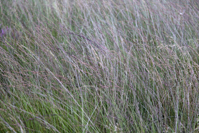 Pfeifengras - richtige Pflege