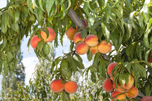 Pfirsich 'Amsden' - wichtige Informationen zur Sorte