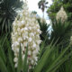 Pflege von Palmlilien – Bewässerung, Beschnitt und Vermehrung
