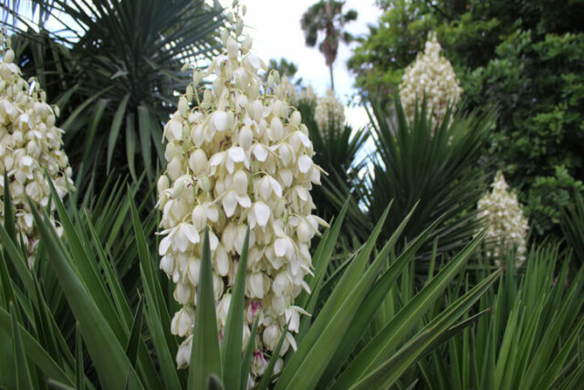 Pflege von Palmlilien – Bewässerung, Beschnitt und Vermehrung