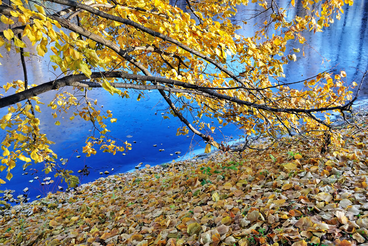 Radikaler Rückschnitt einer Goldulme