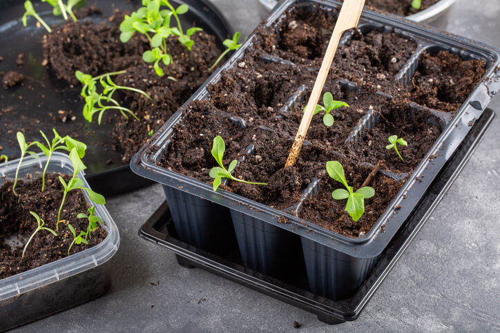 Richtiges Vorgehen beim Pikieren von Blumen