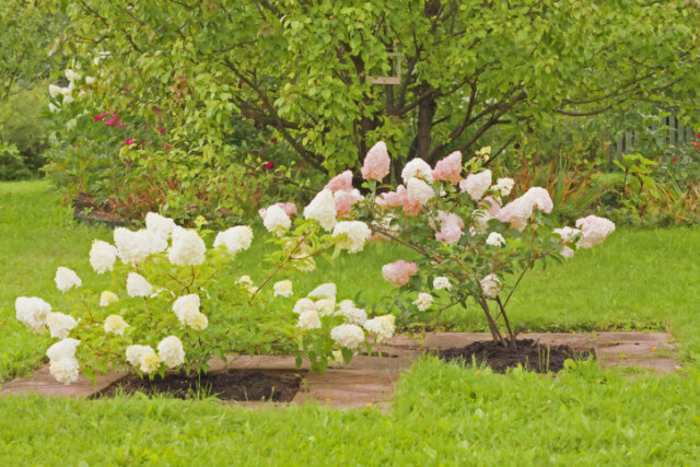Rispenhortensien - Anleitung zum Umpflanzen
