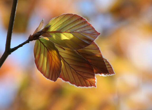 Rotbuchen - so gedeihen junge Exemplare am besten!