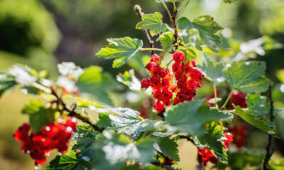 Rote Johannisbeere - richtige Pflege