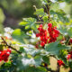 Rote Johannisbeere - richtige Pflege