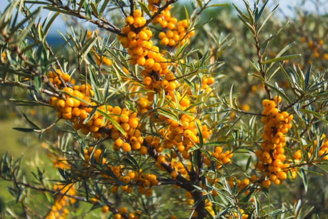 Sanddorn - Wissenswertes zu Standort und Pflege im Garten