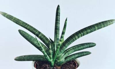 Sansevieria cylindrica - Bewässerung, Düngergaben und Umtopfen