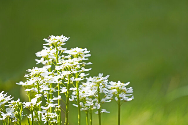 Schleifenblumen - Vermehrungsmethoden