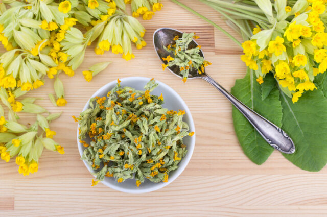 Schlüsselblumen - Essbarkeit und Verwendungsmöglichkeiten