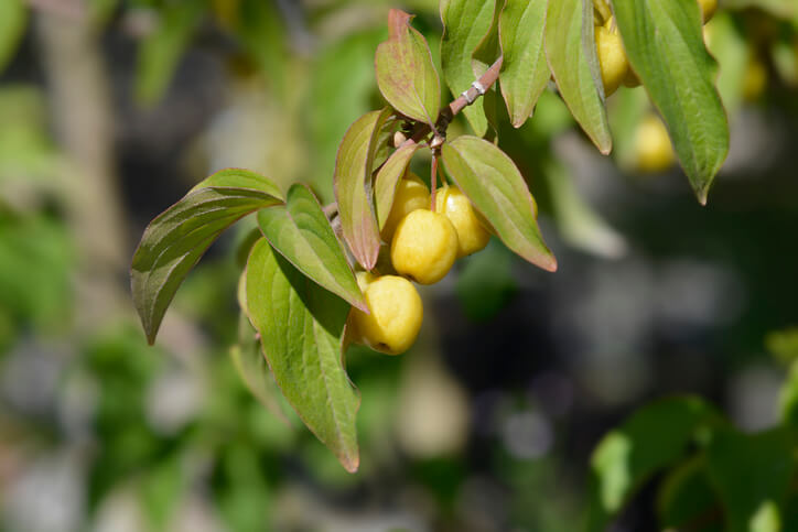 Schmackhafte Kornelkirsch-Sorten