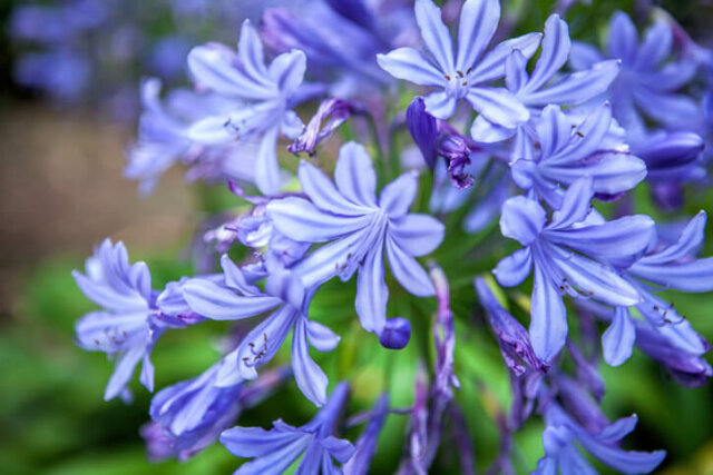 Schmucklilien (Agapanthus) - vertragen sie Frost?
