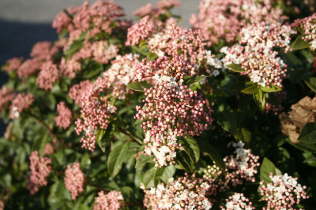 Skimmien - richtiger Beschnitt