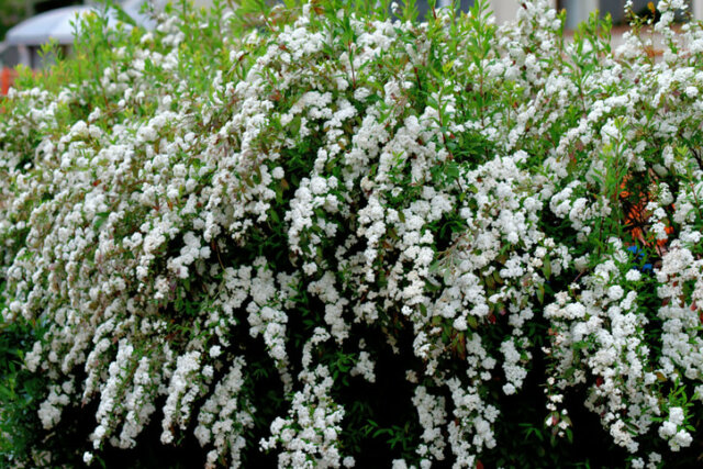 Spierstrauch-Hecke - Tipps zur Pflanzung und Pflege