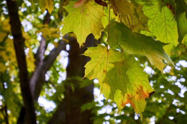 Spitzahorn - Wissenswertes zum Rückschnitt