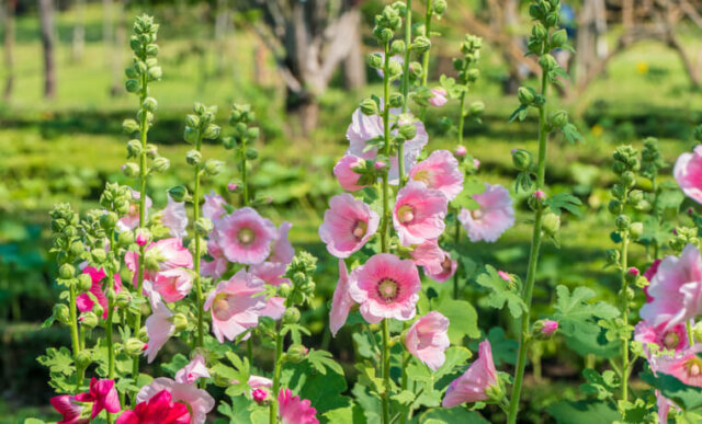 Stockrosen - Aussehen und Eigenschaften der Blätter