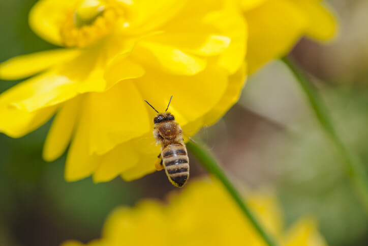 Tierische Kooperationen