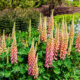 Tipps für den Anbau von Lupinen in Ihrem Garten