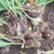 Tulpenzwiebeln - wann, wie und warum werden sie ausgegraben