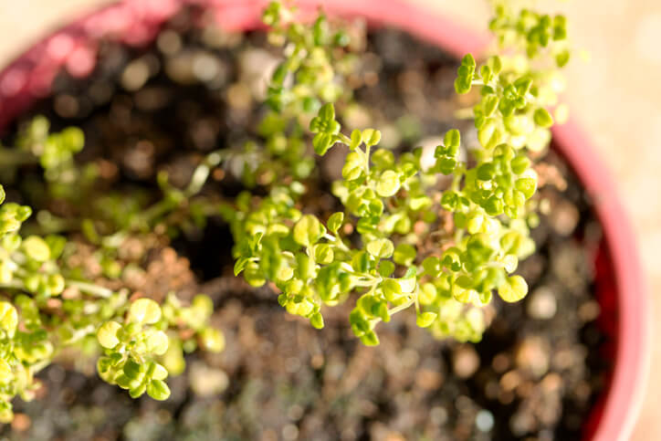 Überwinterung von Kübelpflanzen im Freien