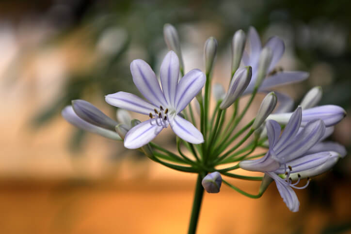 Überwinterung von Schmucklilien