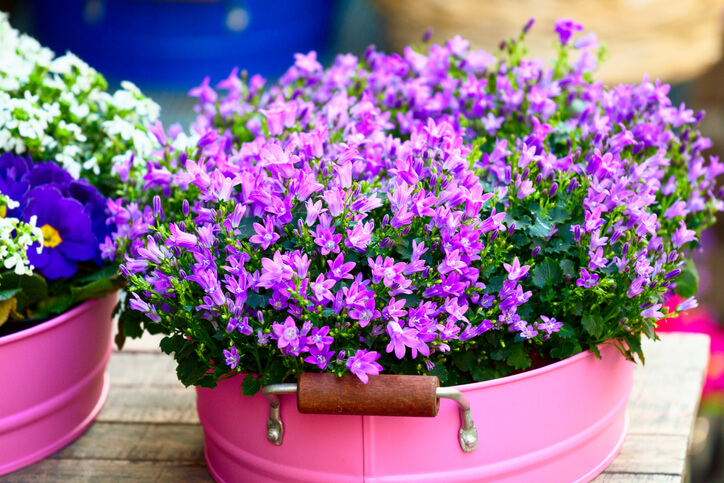 Überwinterung von Topfpflanzen