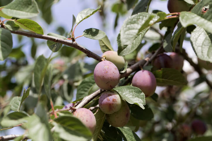 Unterschied von Zwetschgen und Pflaumen