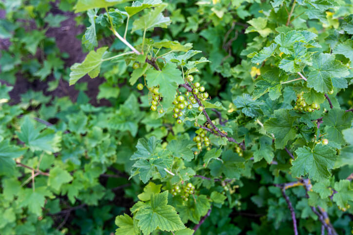 Versorgung mit Nährstoffen