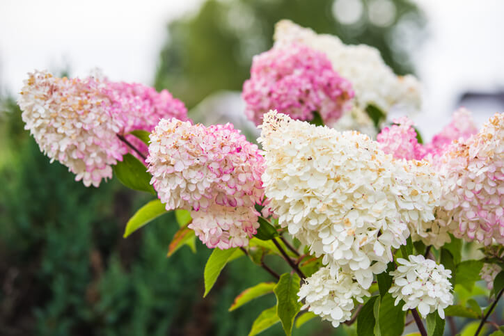 Vorbereitung zum Umpflanzen