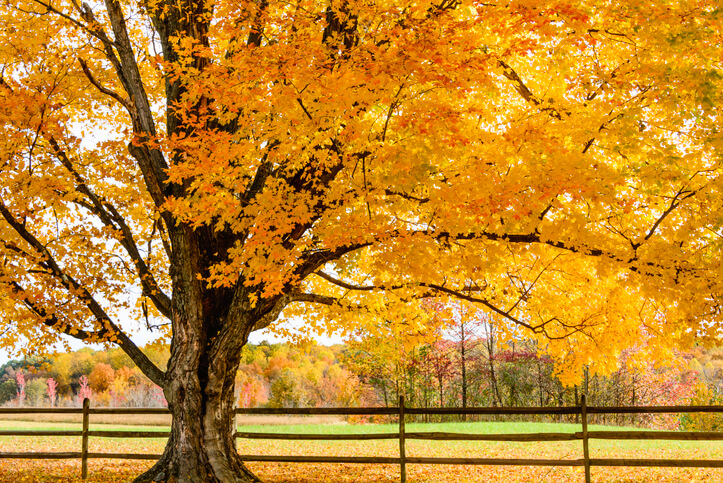 Vorbeugung von Mehltau