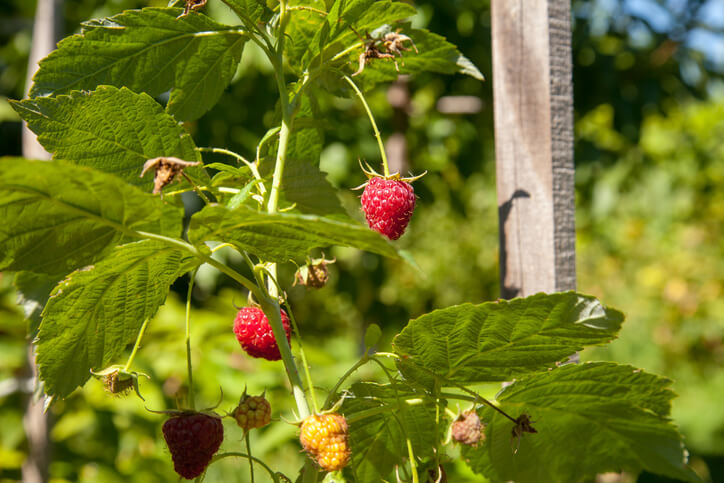 Vorteile durch das Anbinden von Himbeeren
