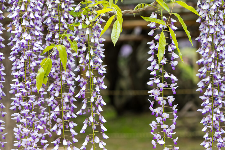 Vorteile von veredelten Blauregen-Arten