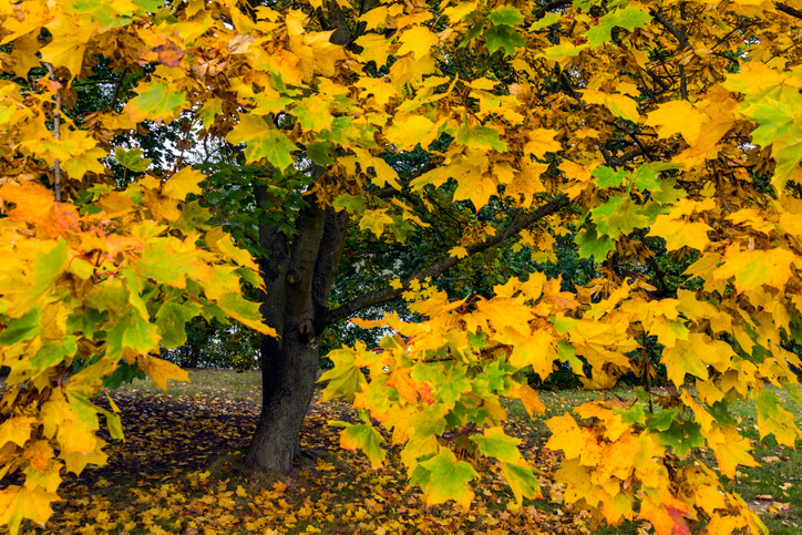 Wahl des richtigen Schnitttermins