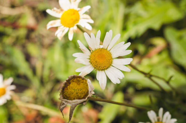 Warum sollte man Margeriten zurückschneiden