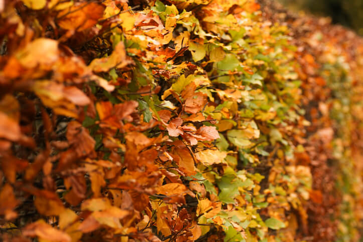 Was kosten Rotbuchenhecken