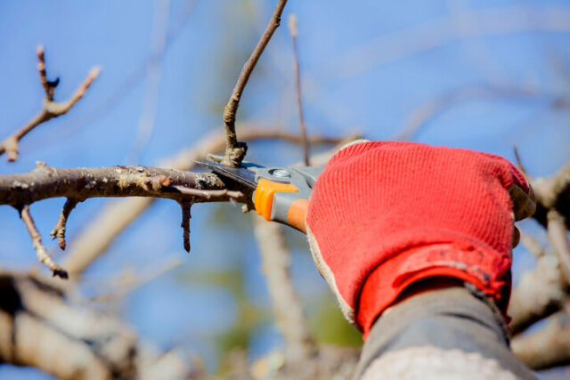 Wassertriebe - wann und wie entfernt man sie