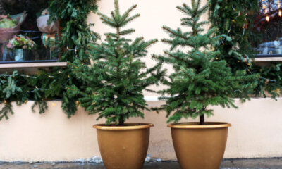 Weihnachtsbaum - richtige Kultur im Topf