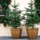 Weihnachtsbaum - richtige Kultur im Topf