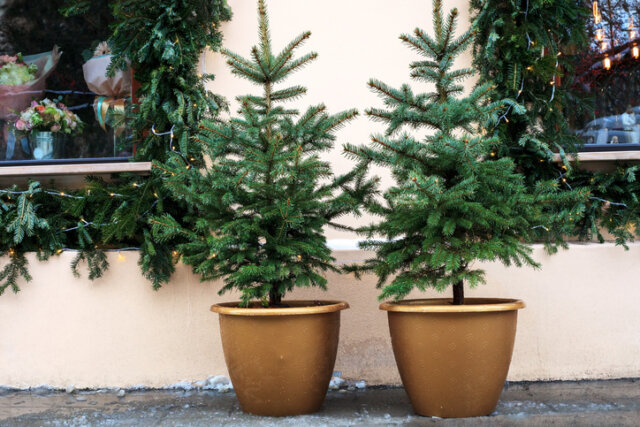 Weihnachtsbaum - richtige Kultur im Topf