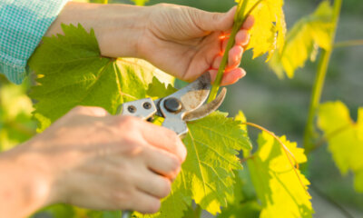 Wein - gesundes Wachstum durch Ausgeizen
