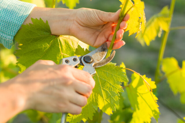 Wein - gesundes Wachstum durch Ausgeizen